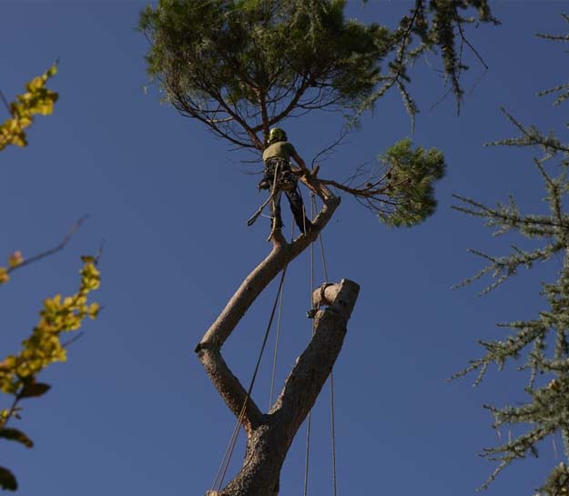 JMH abattage arbre, ébranchage, débitage désouchage